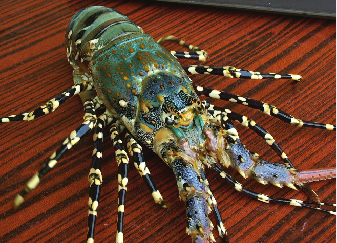 鲜活花龙 彩龙虾 进口花龙虾 酒席酒店 东南亚进口 衡丰水产