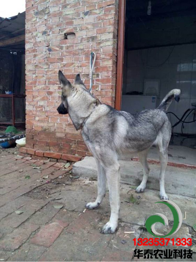 有限公司出售狼青犬纯种幼犬和成年犬,比利时马犬血统犬纯种格力犬