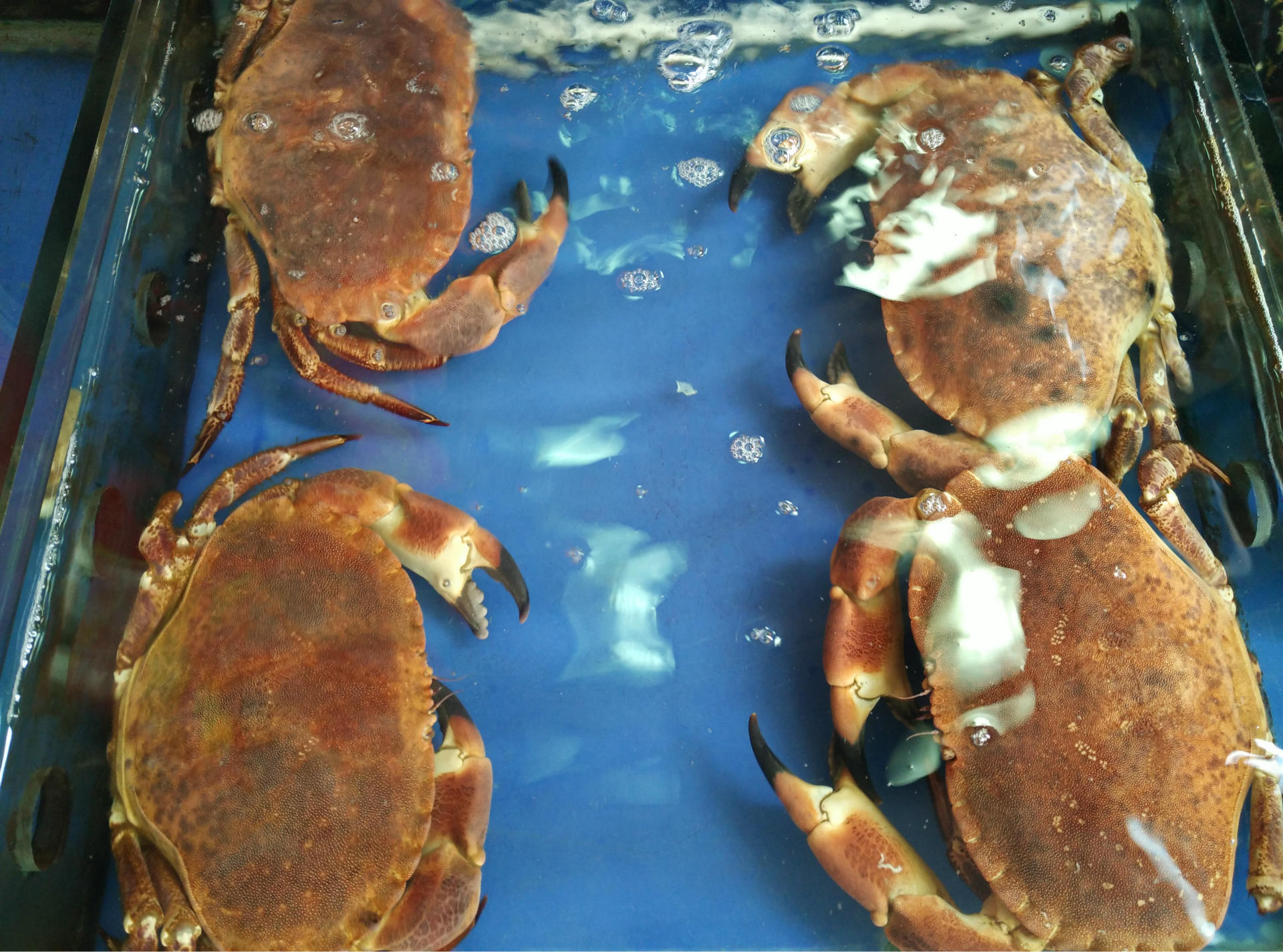 英国爱尔兰鲜活面包蟹 黄金蟹 酒席婚宴酒