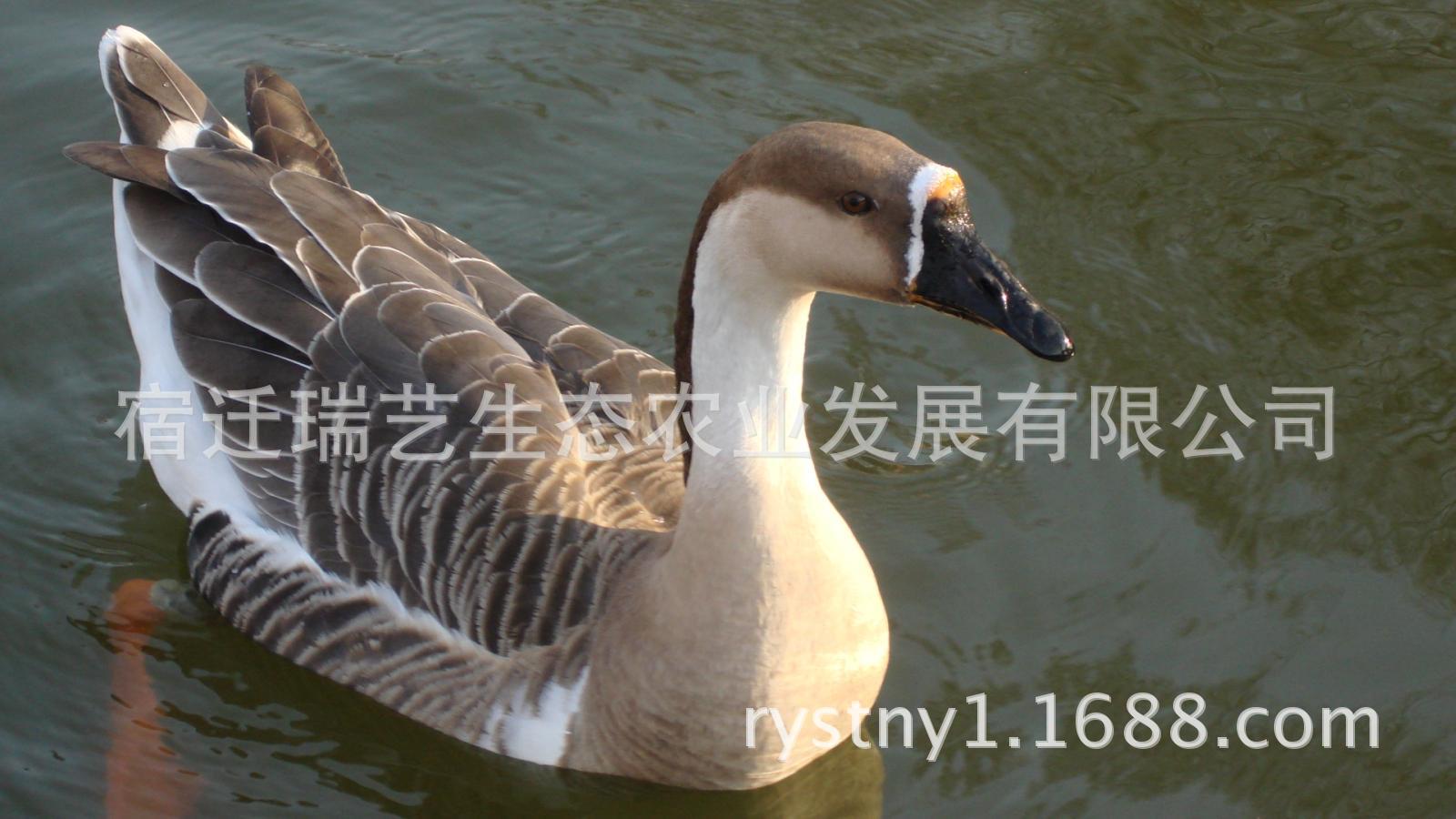 大雁经济养殖 大雁苗 优质大雁苗 商品大雁苗 瑞艺公司供应大雁苗