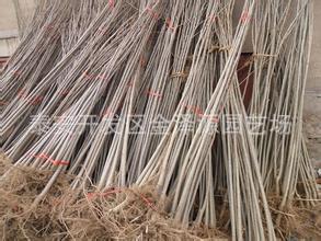 杨树小苗 107杨树苗 当年杨树苗插条出售 107杨树1年苗2年苗价格