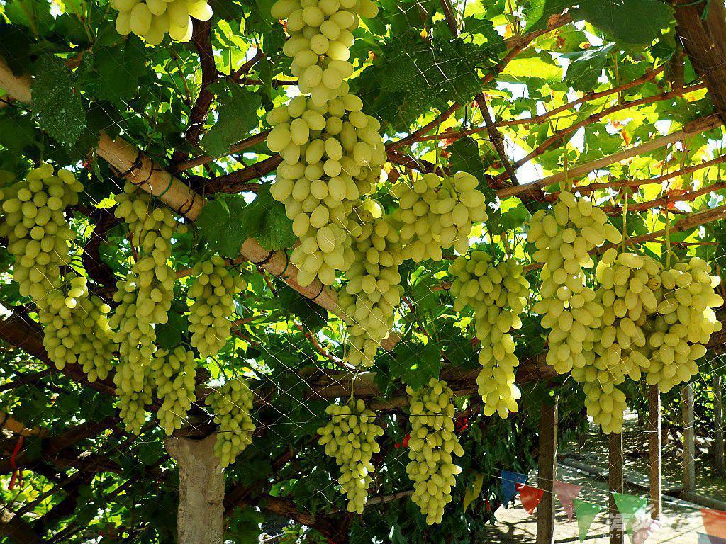 张家口的美食,其实也很丰富!