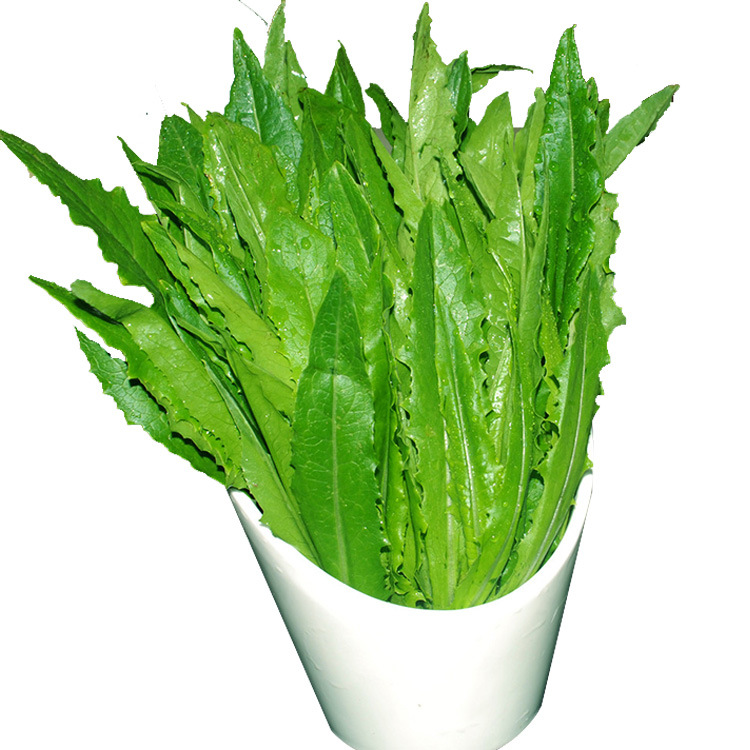 农家自种新鲜油麦菜无公害特色蔬菜新鲜油麦菜量大从优欢迎订购