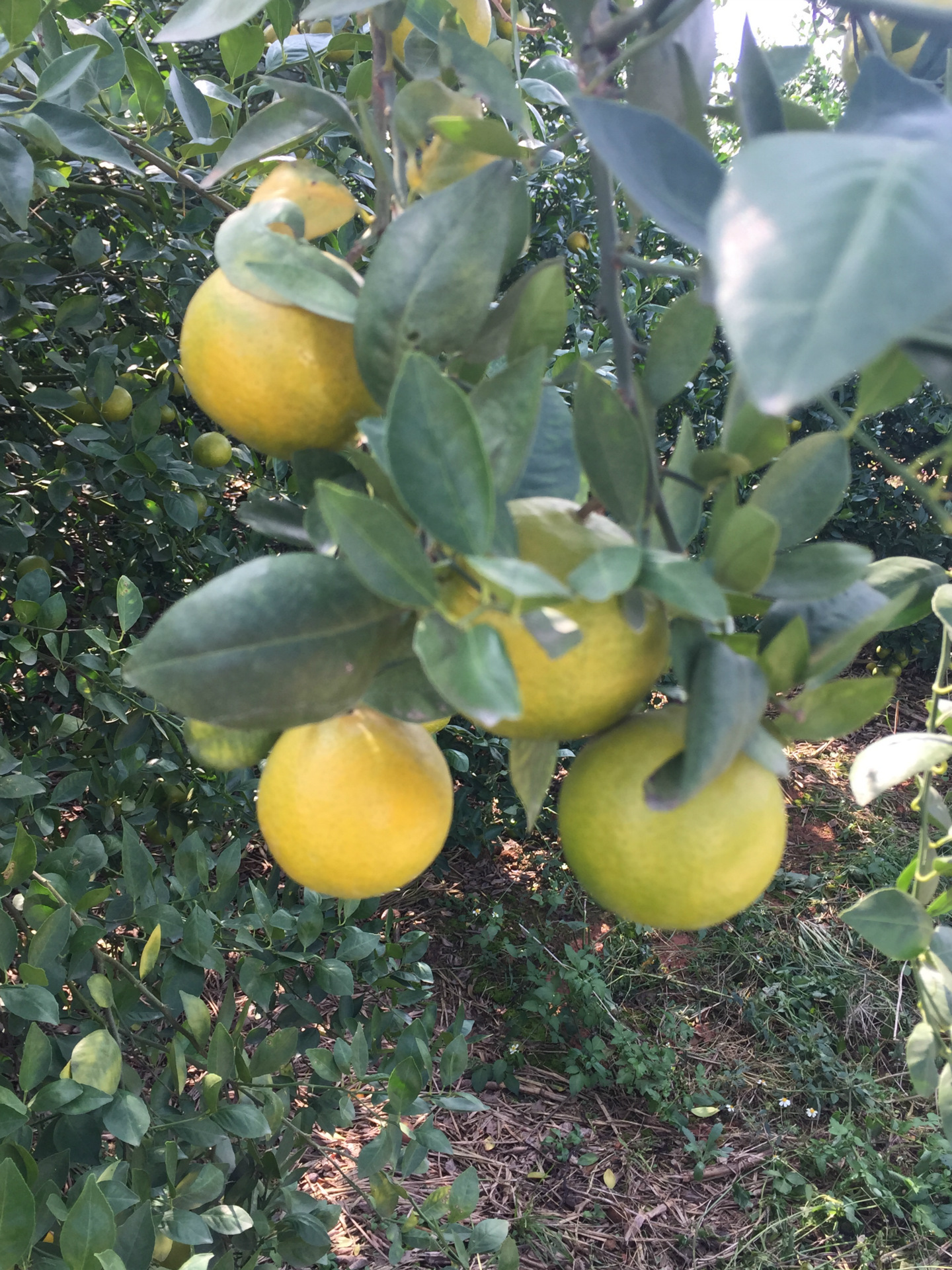 广西武鸣县沙塘桔,源头货源,果厂直供