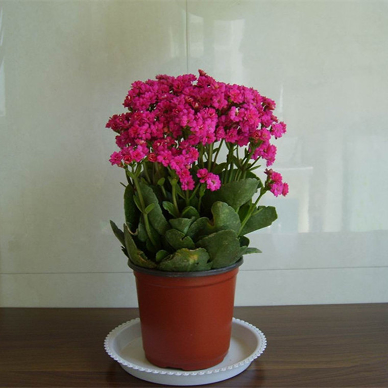 多肉长寿花 室内花卉小盆栽 重瓣 多色 防辐射 桌面盆景 净化空气