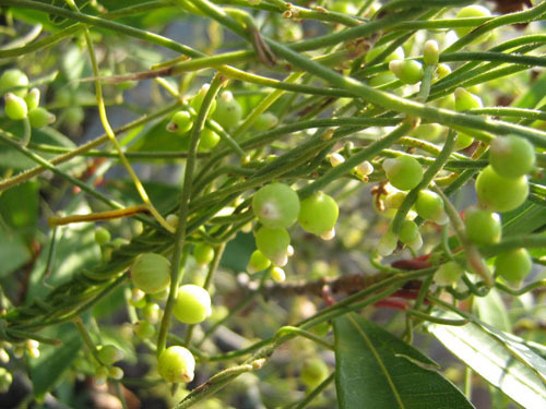 金丝藤 无根藤提取物 10:1 专业提取 清热利湿 包邮