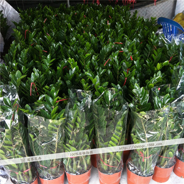 金钱树 办公室客厅室内观叶植物金钱树盆景 广州盆栽花卉基地批发