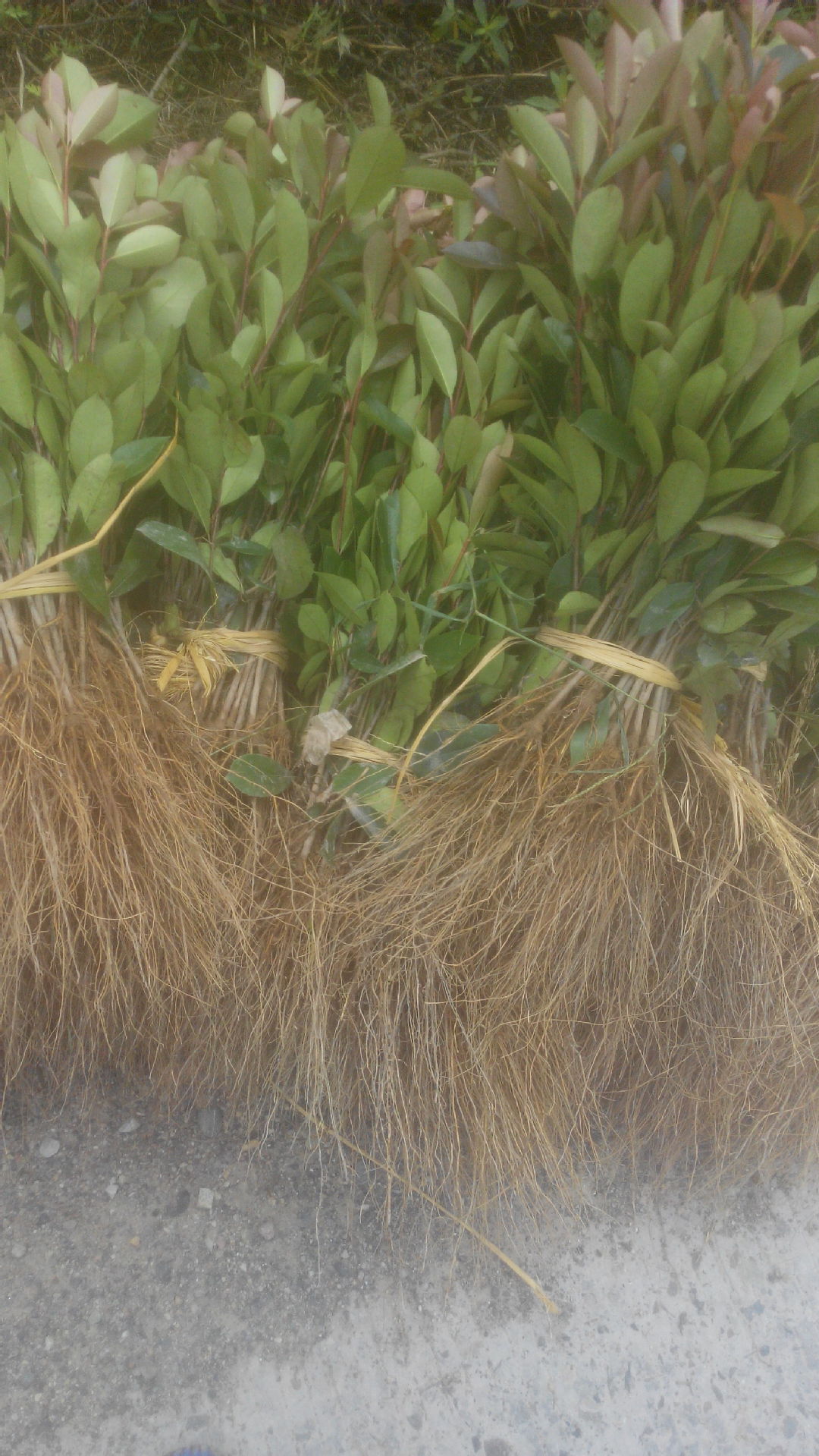 基地批发直销 红叶石楠小苗幼苗树苗50cm 观赏灌木绿化绿篱风景苗