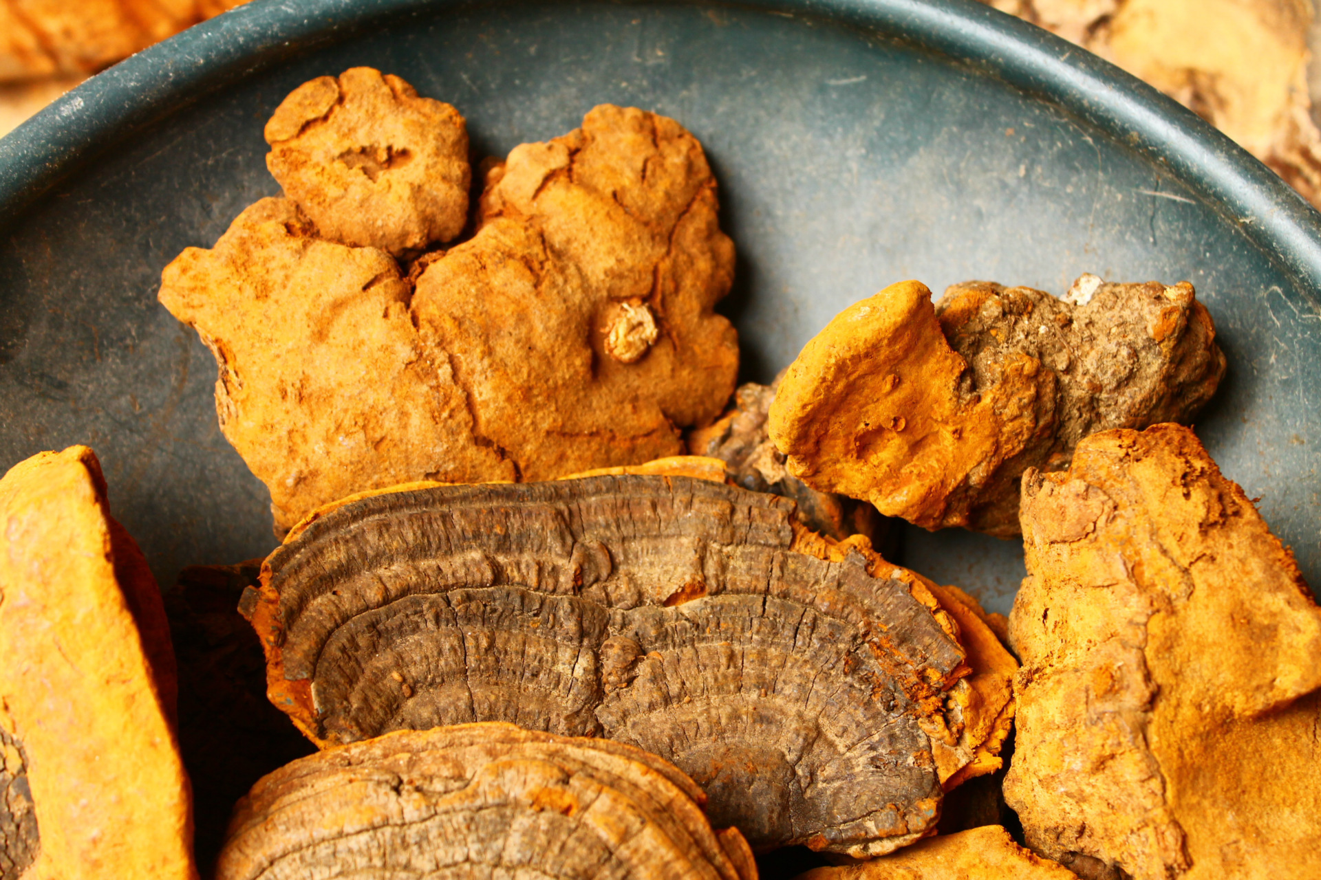 批发野生紫油桑黄 野生灵芝 原产货源 桑树桑黄 暴马丁香桑.