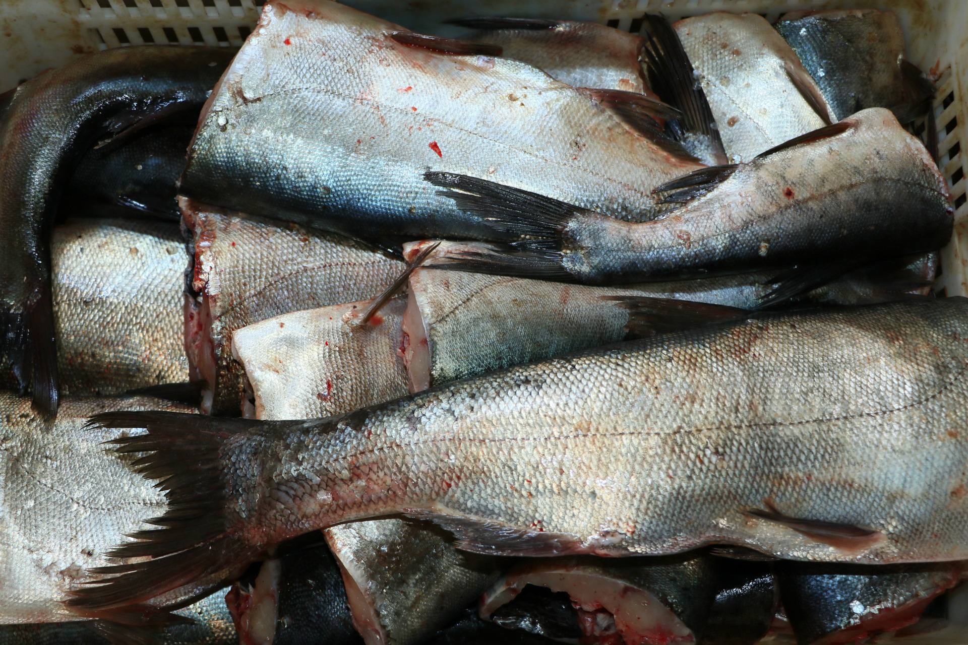 诚德水产 1-3斤白鲢鱼 新鲜活鱼 白鲢鱼尾 厂家直