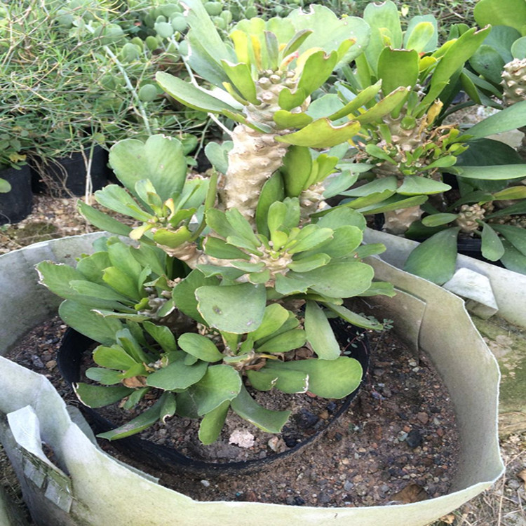 漳州沙生植物基地 贝信麒麟盆栽 单贝麒麟大戟科属 园林展览施工