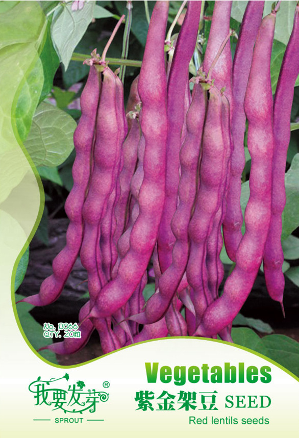 我要发芽 蔬菜种子 紫金架豆种子 紫色四季豆 豆角 耐寒 20粒/包