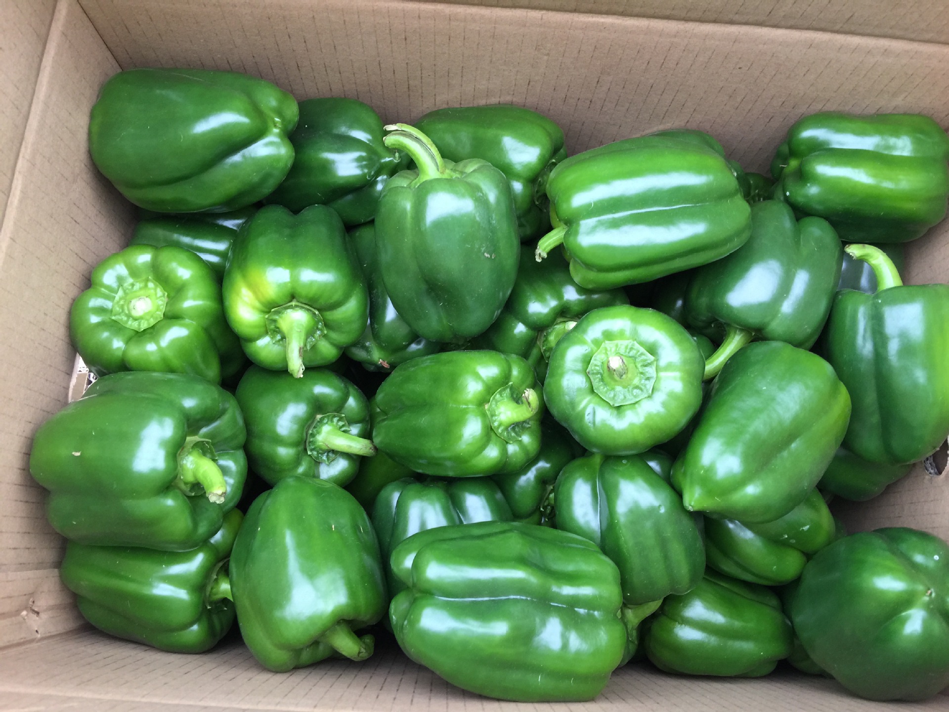 基地供应各种辣椒(青椒,彩椒)