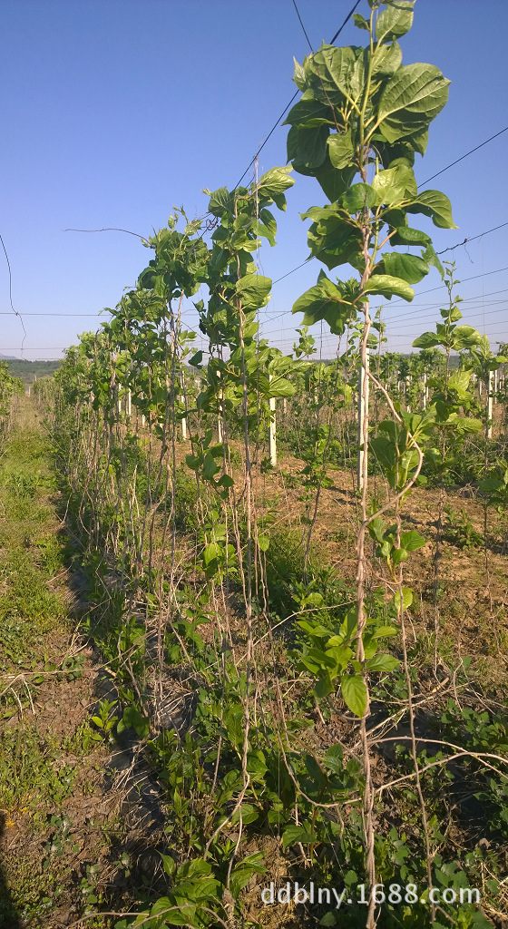 【丹东北林】软枣猕猴桃苗果树新品种 圆枣子软枣苗奇异莓 二年生