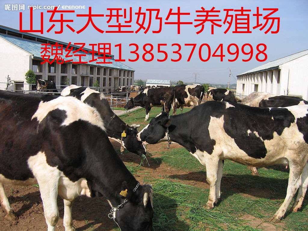 七台河职业学院_七台河养奶牛收入多少(2)