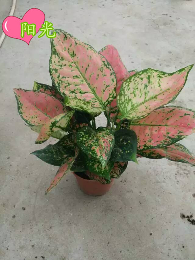 mmexport1444397839773