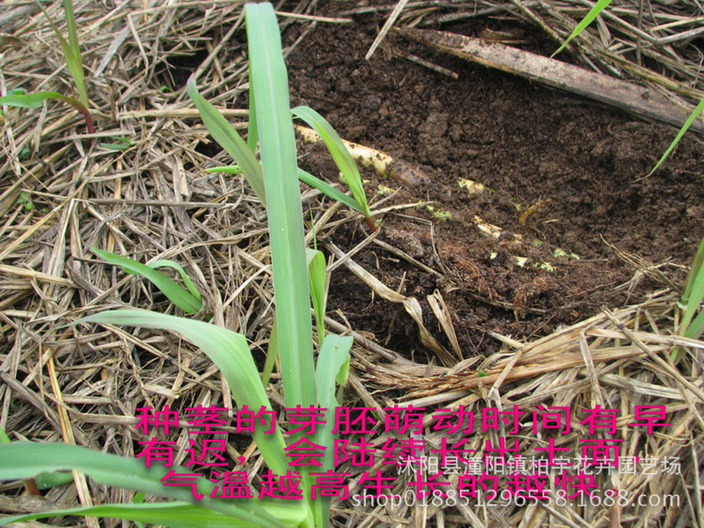 甜象草种子高产牧草新型皇竹草进口黄族正品台湾杂交甜象草牧草子