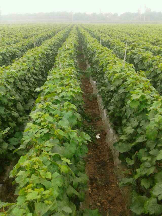 供应最新品种葡萄苗 最好的葡萄苗木 黑色甜菜 葡萄苗木 葡萄树