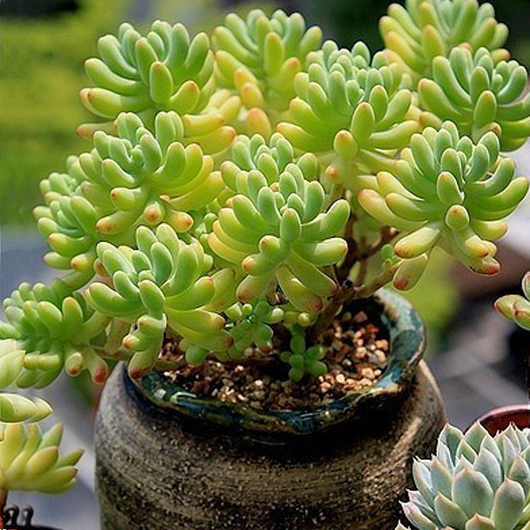 自家多肉大棚直供仙人 多肉植物乙女心八千代盆栽批发防辐射盆.