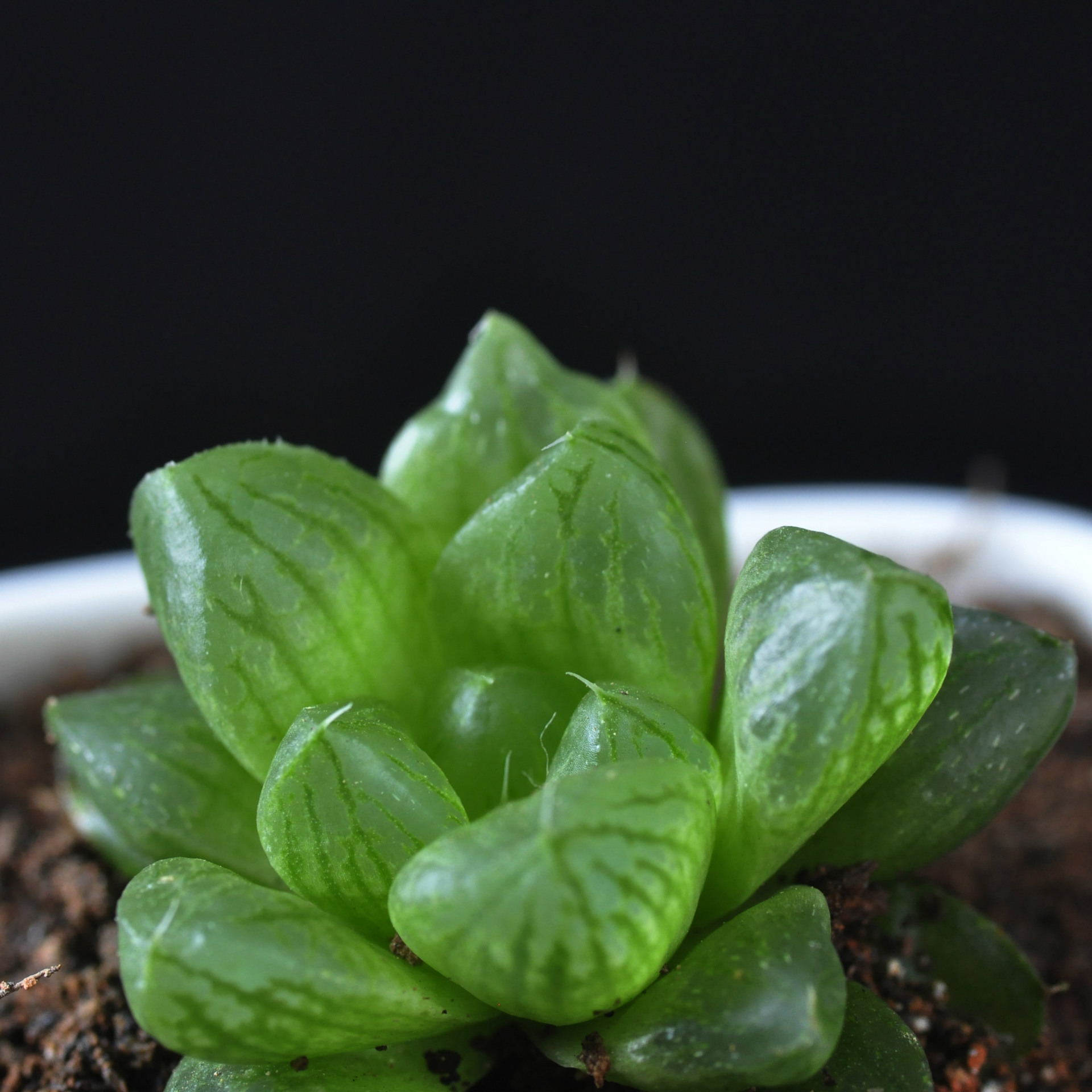 首页 茶叶 绿茶系列 玉露 >厂家批发 玉露 多肉植物 多肉植物批 微