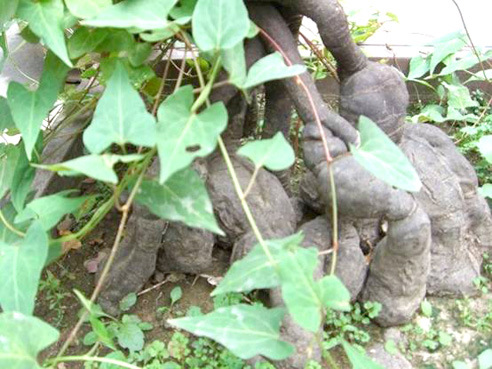 何首乌种子乌发果肉食用多花蓼紫乌藤四季易种花种子多年生