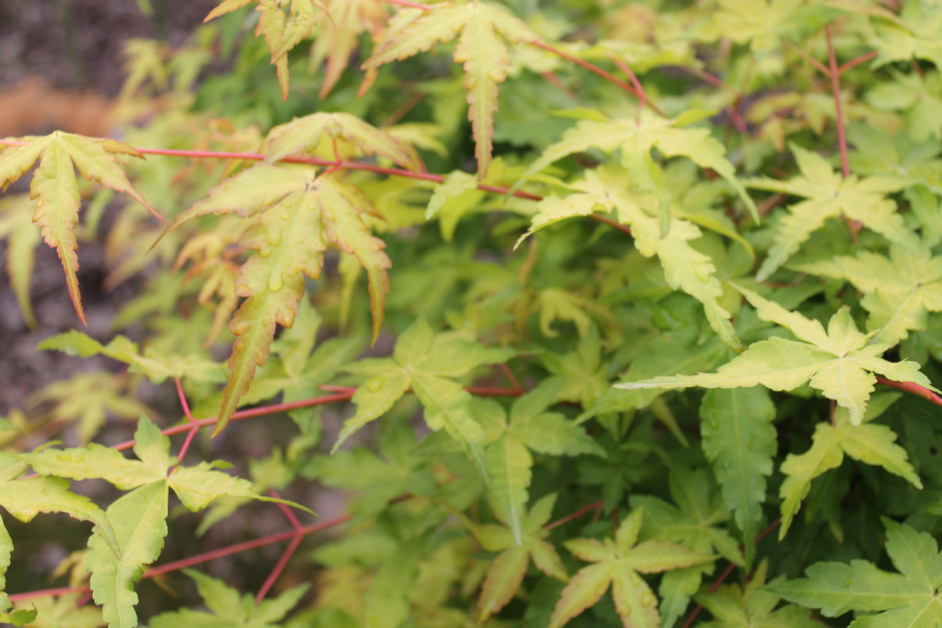 出售嫁接日本红枫橙之梦 又名黄金枫 彩色叶
