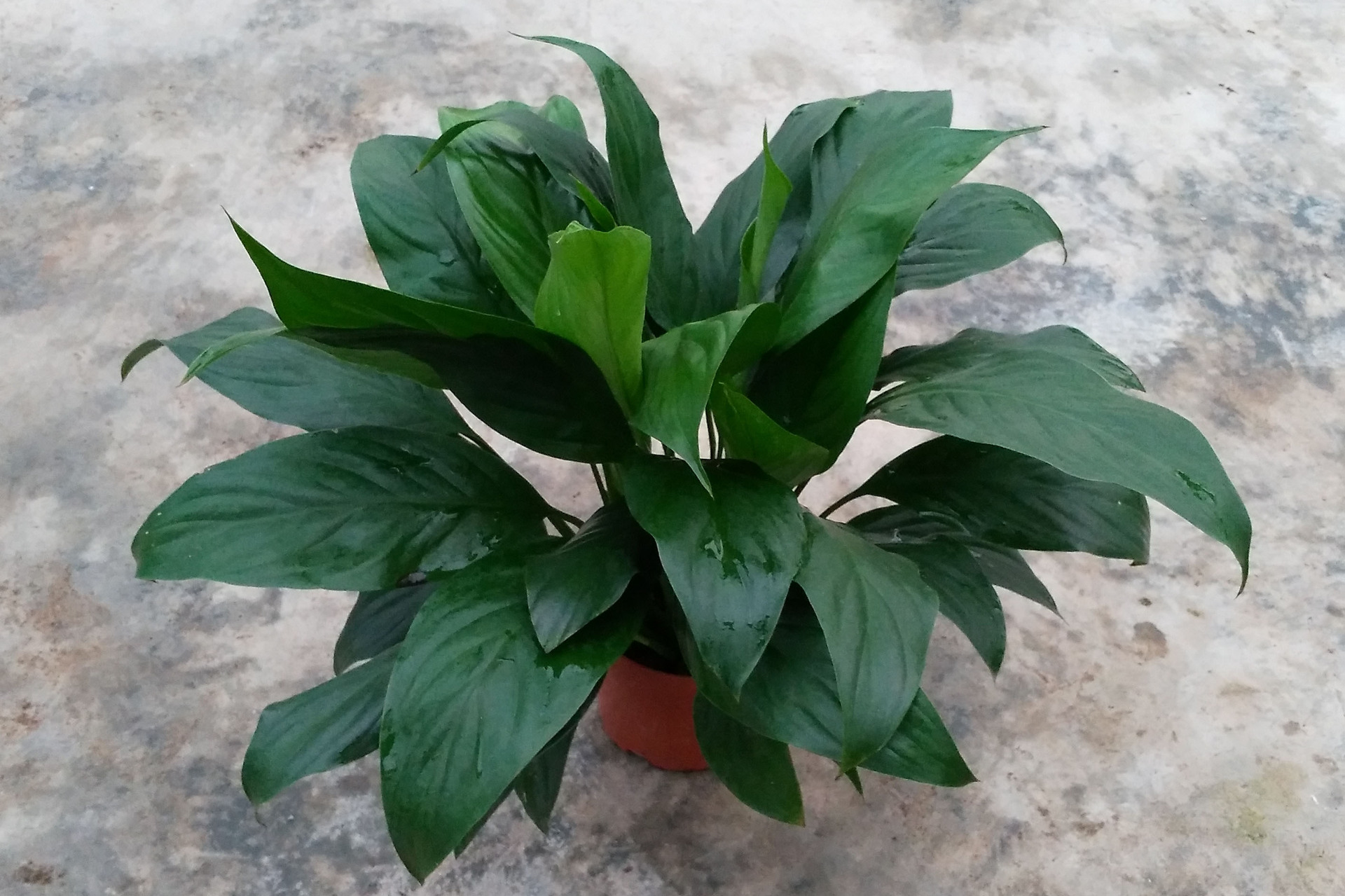 基地直销观花植物小盆栽净化空气吸甲醛a100美酒白掌