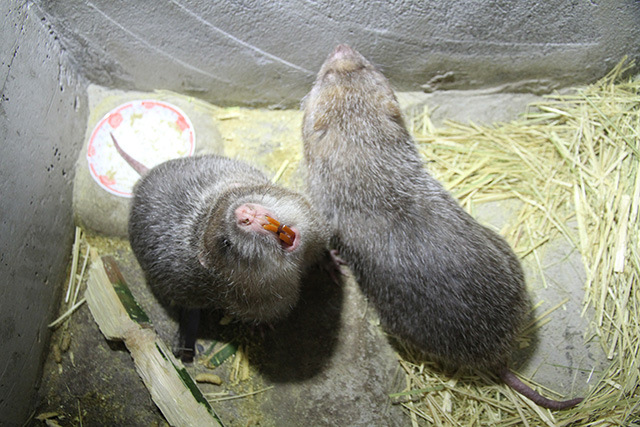 专食甜竹的银星竹狸