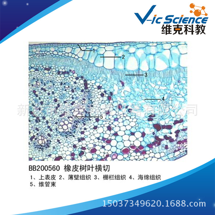 橡皮树叶横切 植物类装片 叶及叶的变态 动植物切片 显微镜玻片