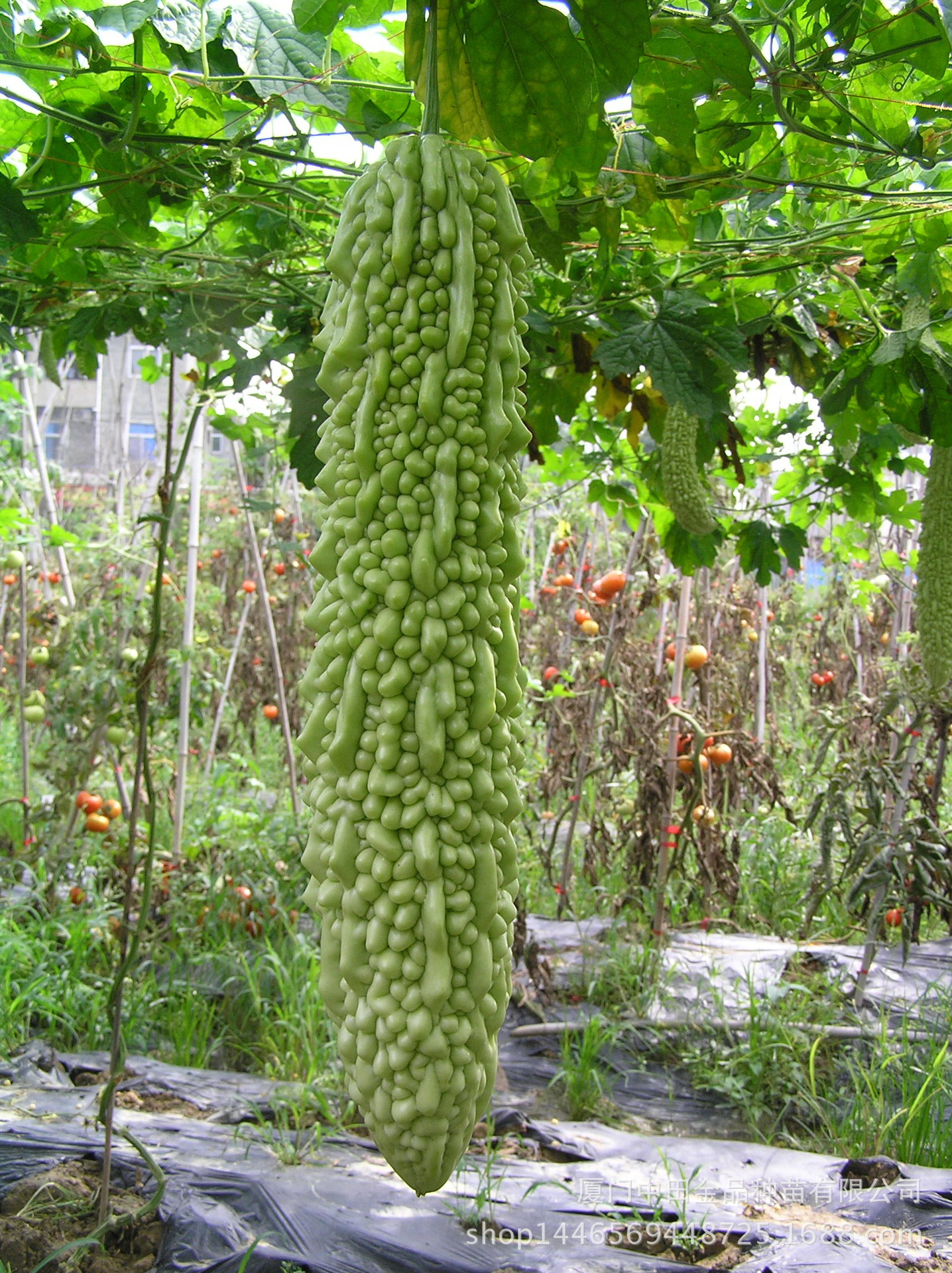 中田金品 [佰嘉赞] 雅秀苦瓜10g