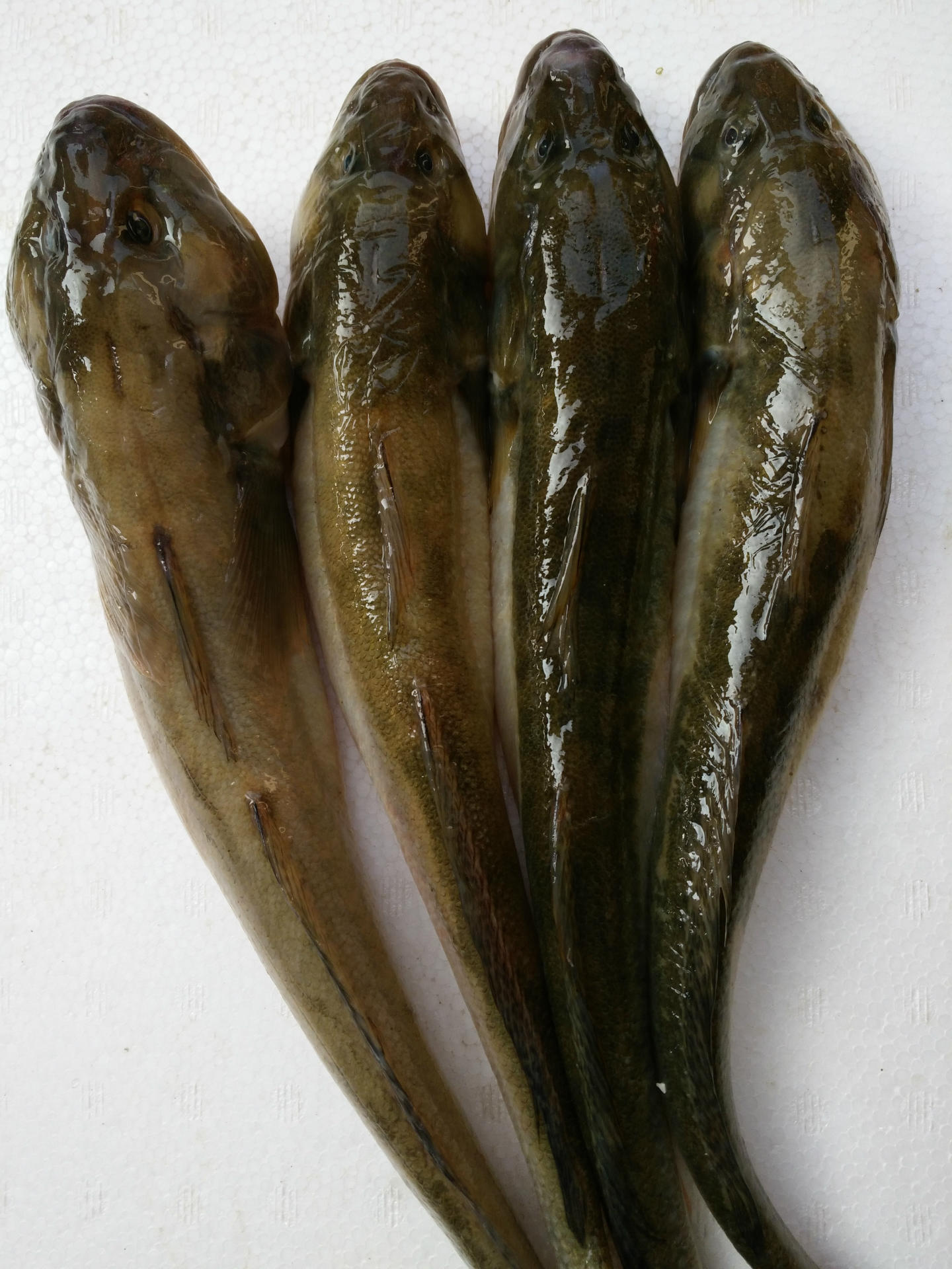 小龙鱼_连云港海鲜水产批发全国供应海鱼 鲜活沙光鱼