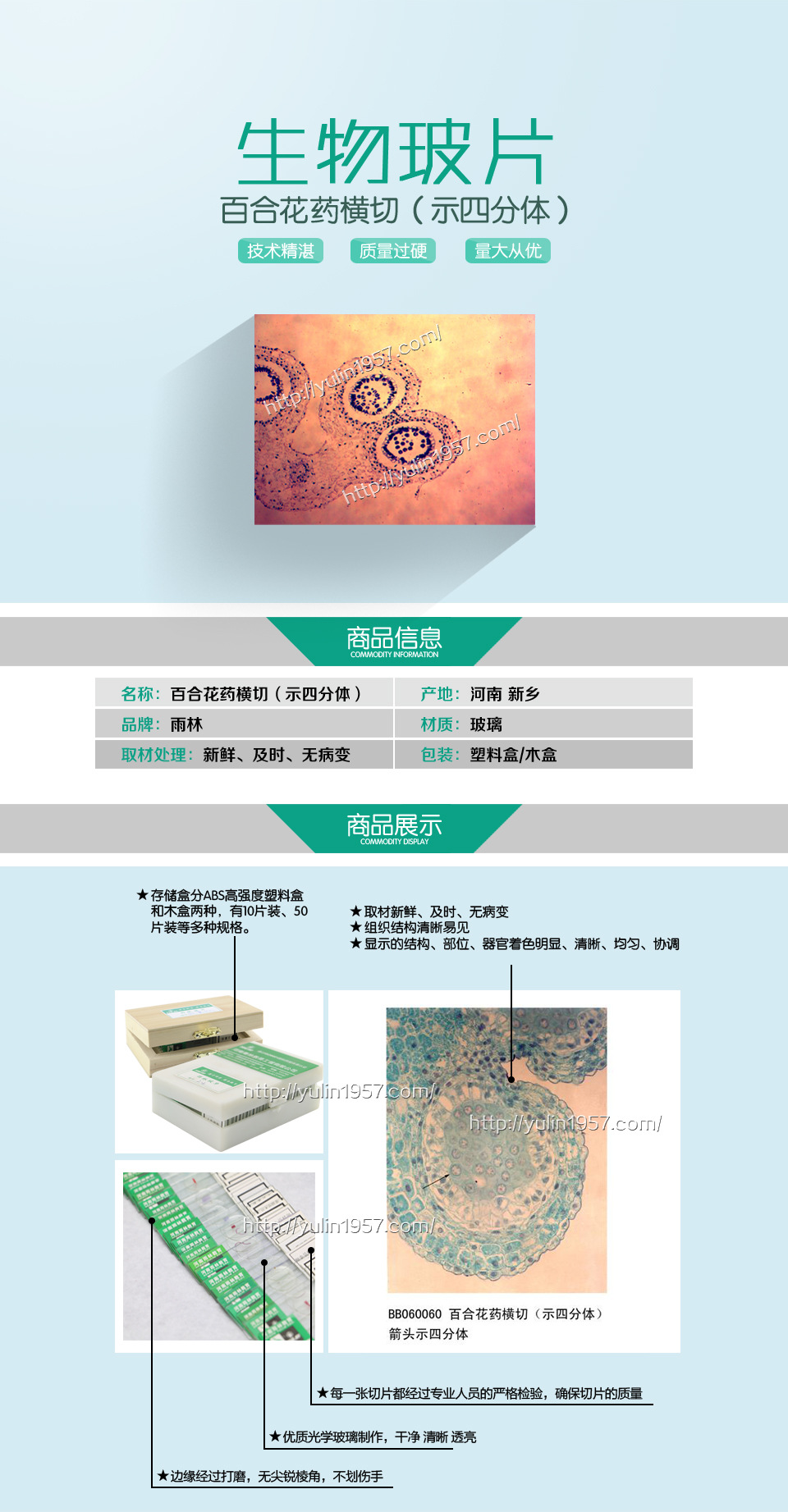 百合花药横切(示四分体)植物生物学切片标本 生物玻片 植物切