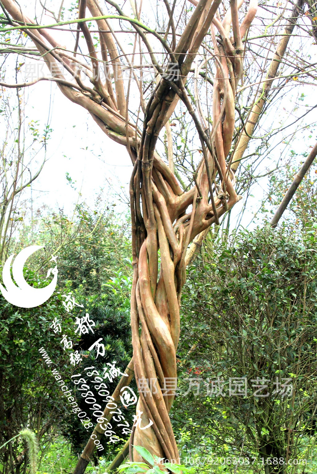 紫薇造型 经过特殊造型的紫薇树 紫薇造型古树 弯曲紫薇造型