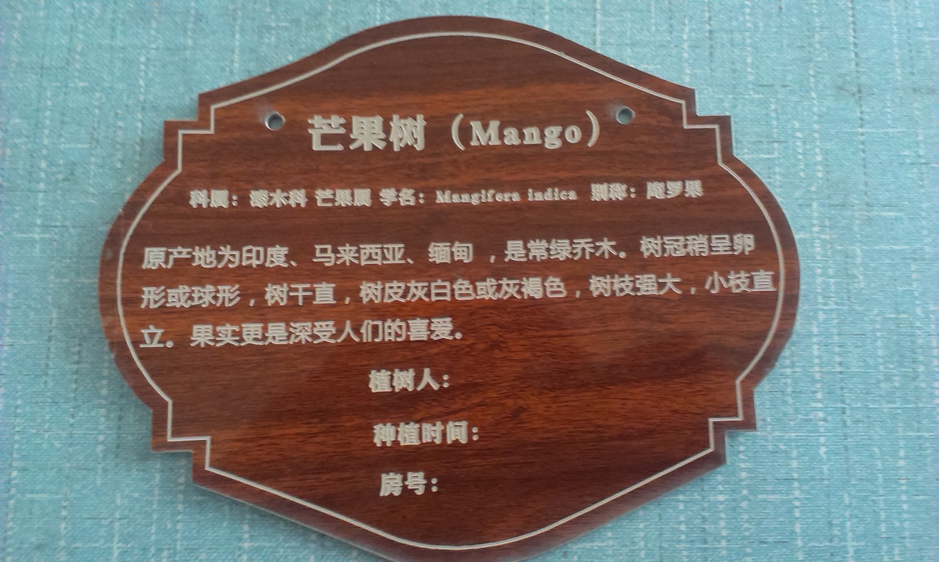 定做 树名牌 树木介绍牌 树木标识牌 园林悬挂树牌