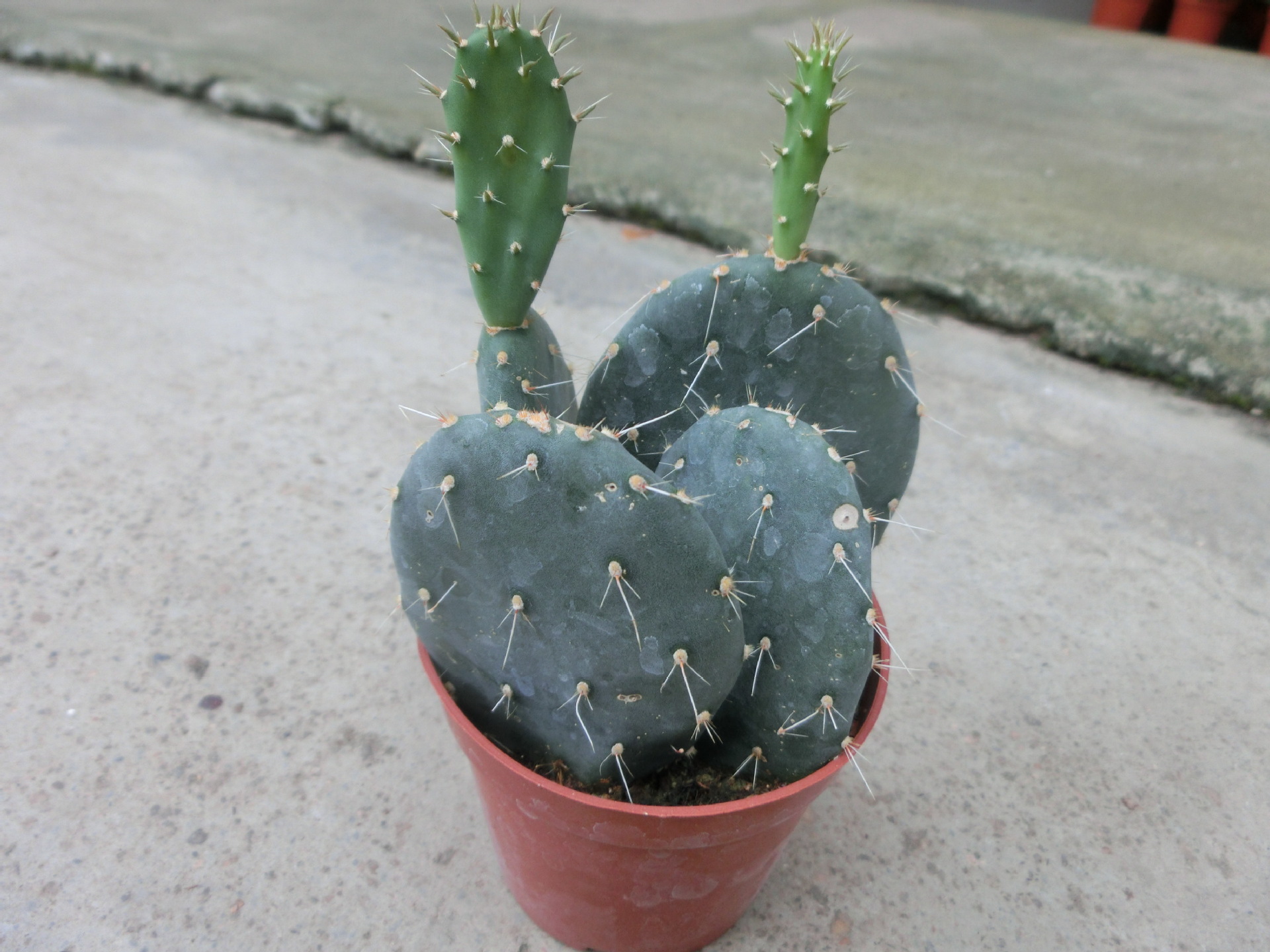 仙人掌 直销多肉植物小盆栽 白衣天使仙人掌