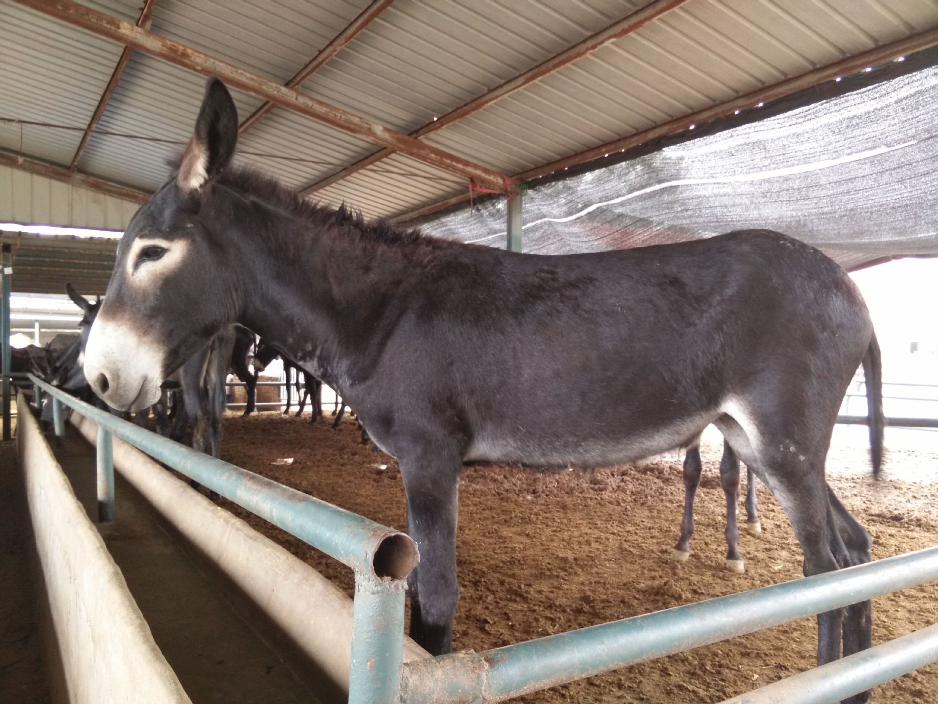肉驴养殖场大量出售庆阳驴,纯种肉驴苗价格,庆阳驴驴苗新价格