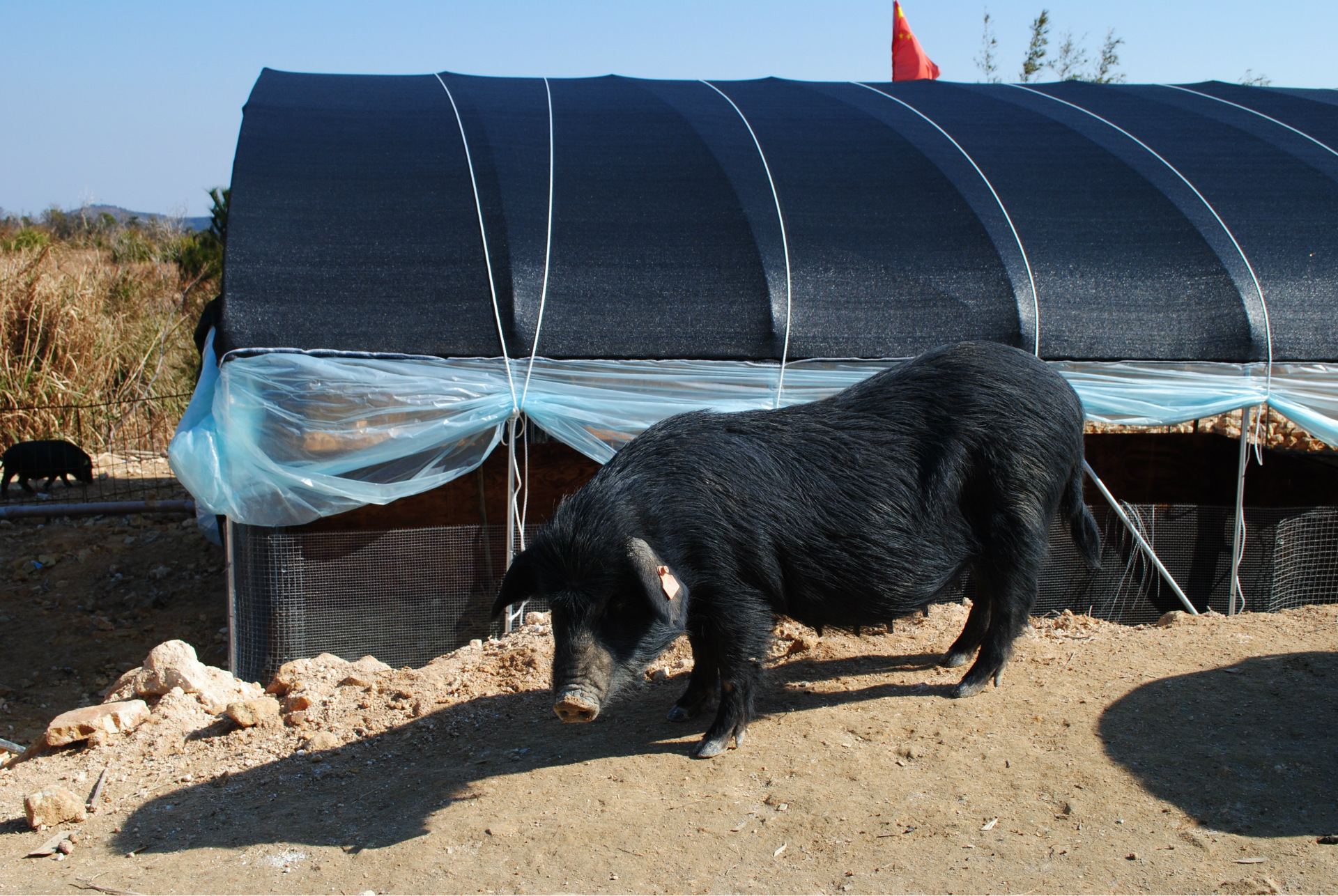 供应纯种藏香猪