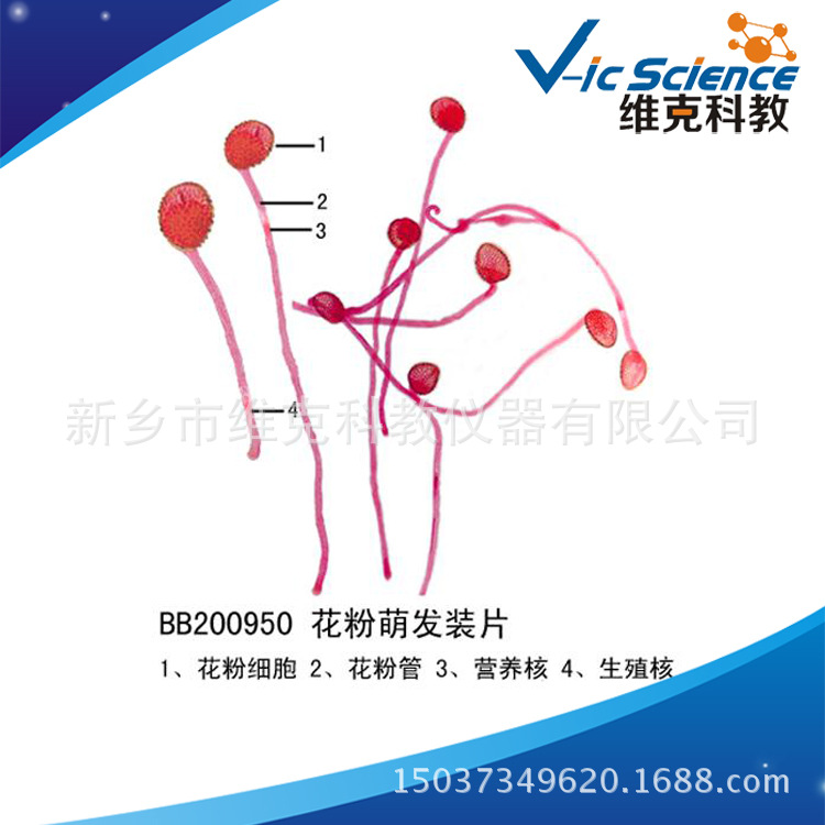 花粉萌发装片 生物切片 植物类 中学生物玻片 显微镜用
