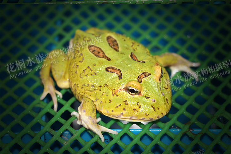 桐花水族 原产地进口绿苹果角蛙 家养活体角蛙 爬虫类两栖类.
