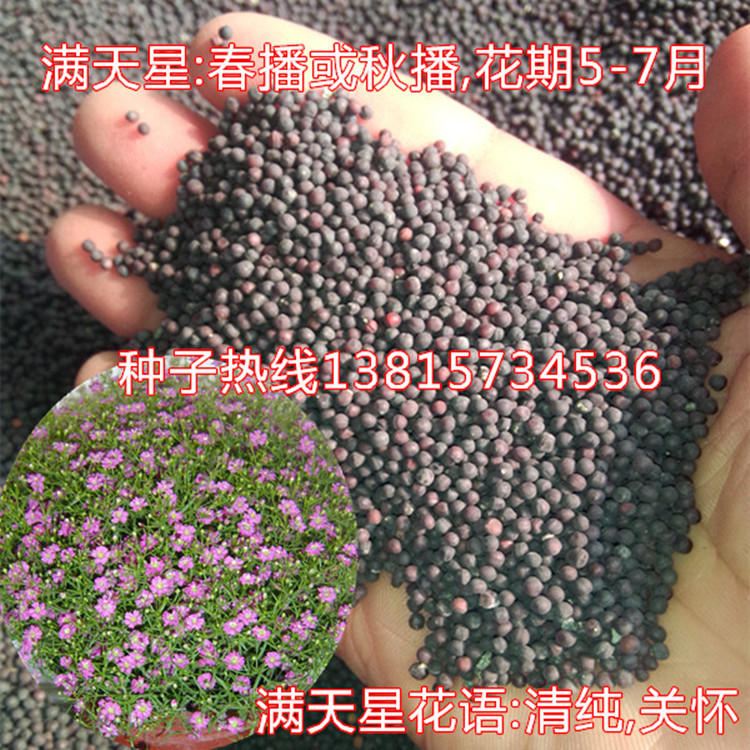 供应满天星种子白色满天星花种子粉色满天星种子一斤包邮