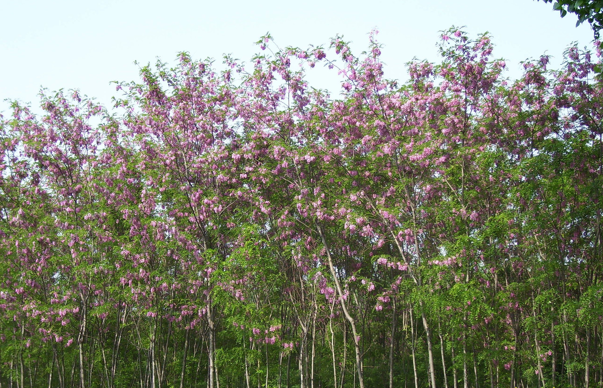 山东香花槐基地 直销各种规格香花槐 易成活好打理$