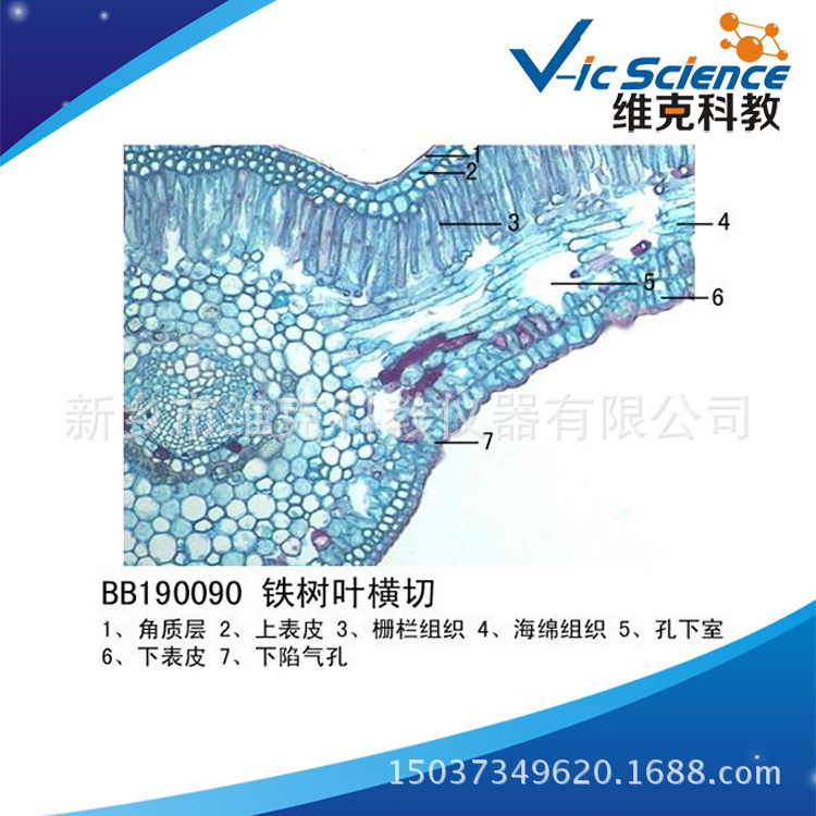 铁树叶横切 生物切片 植物类装片 叶及叶的变态 显微镜专用