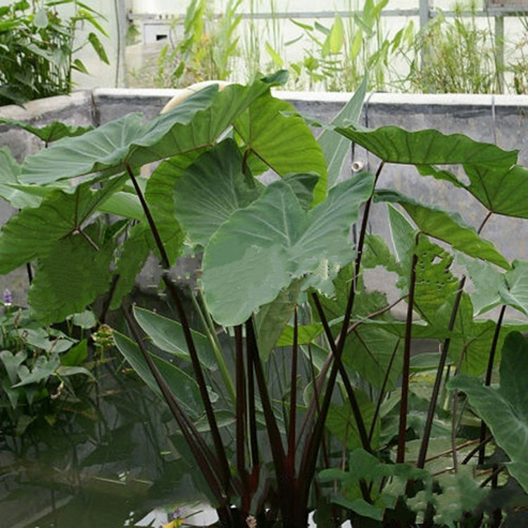 直销水生花卉水培植物 紫芋 池塘边绿化风景 河道绿化