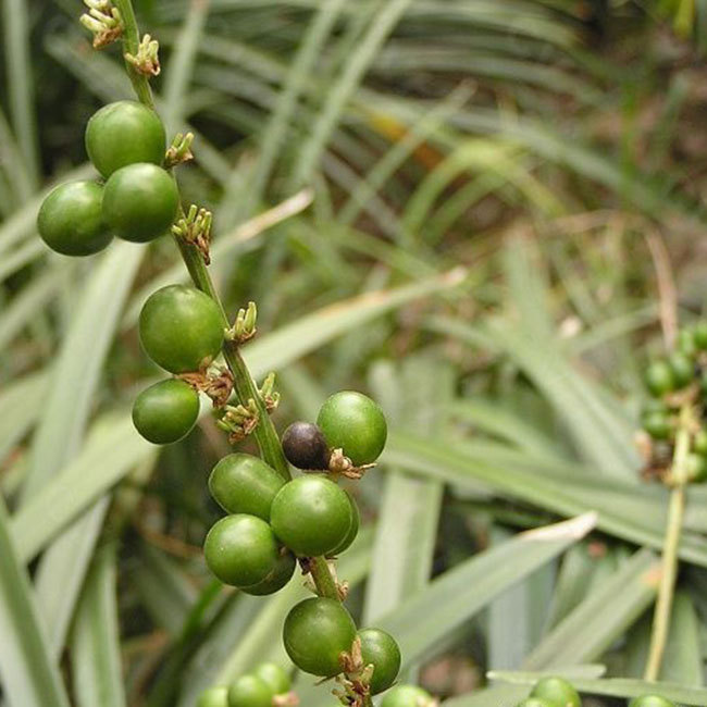 化学成分:      含多种甾体皂甙:麦冬皂甙a,b,c,d,甙元均为