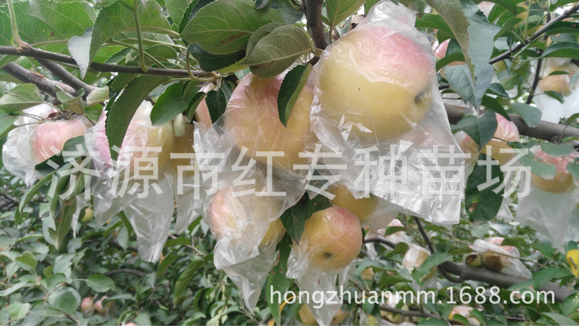 红富士新品种 早熟红富士新品种--苏福