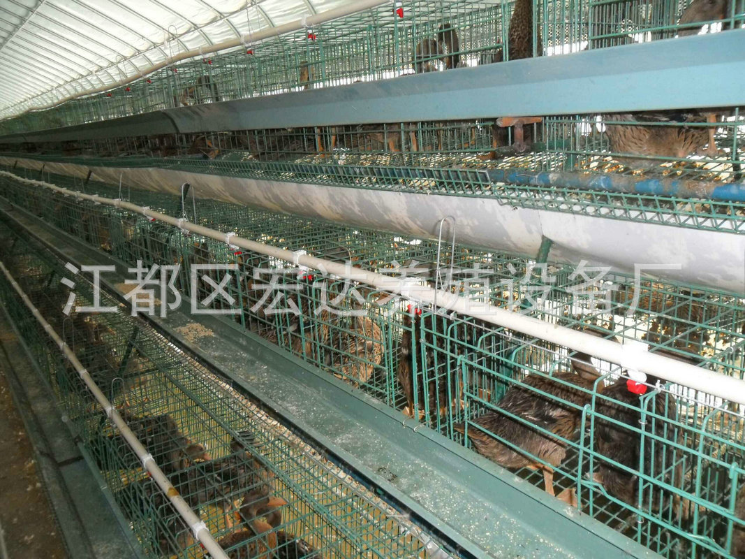 厂家直销 蛋鸭笼养设备 蛋鸭笼养自动化 热镀锌喷塑鸭笼