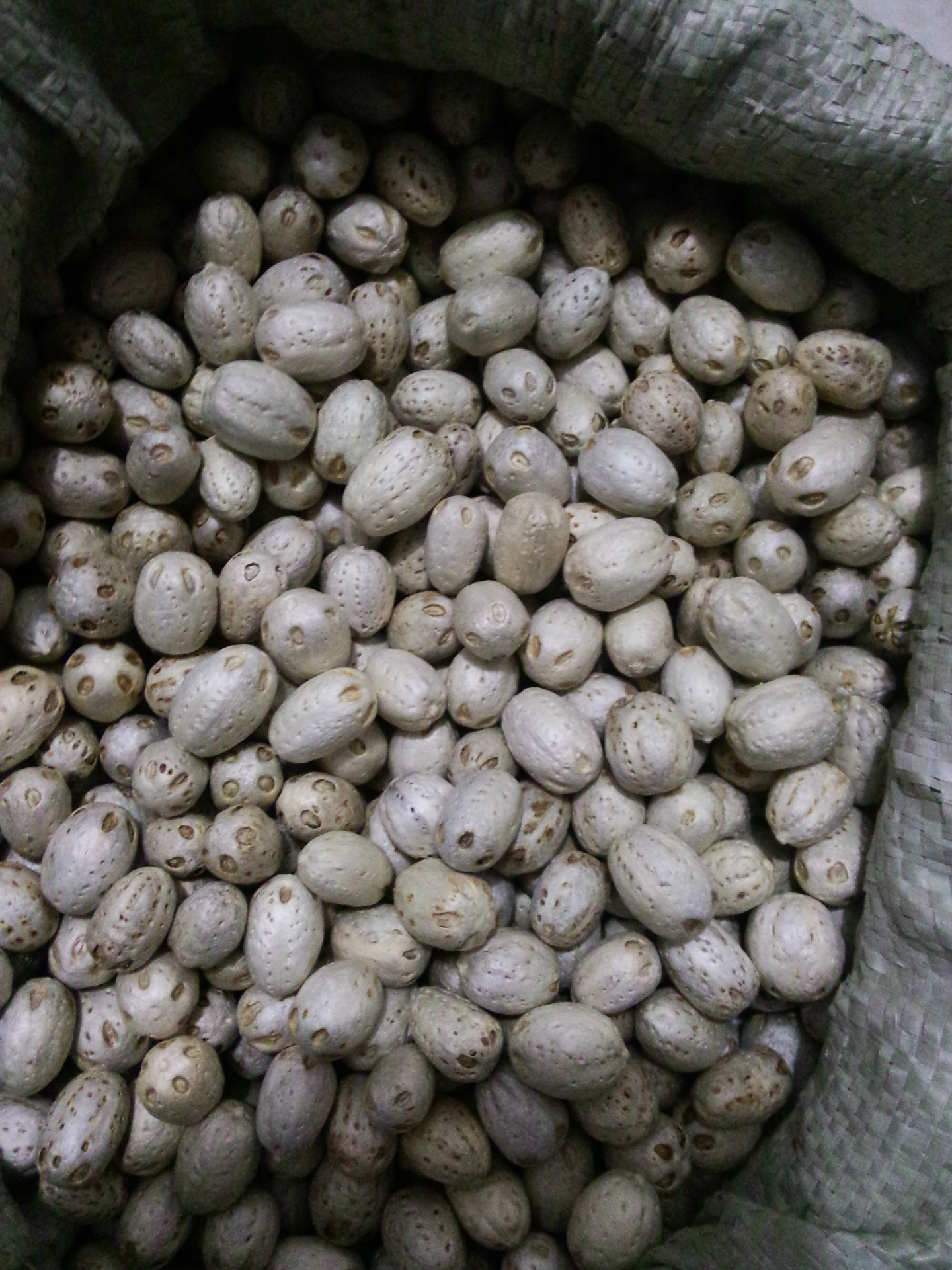 供应工艺品原料 五眼果  五眼六通 菩提子 男女手链