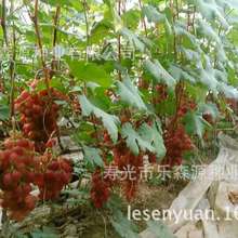 蔬菜种苗_蔬菜新品种可食用番薯叶种苗