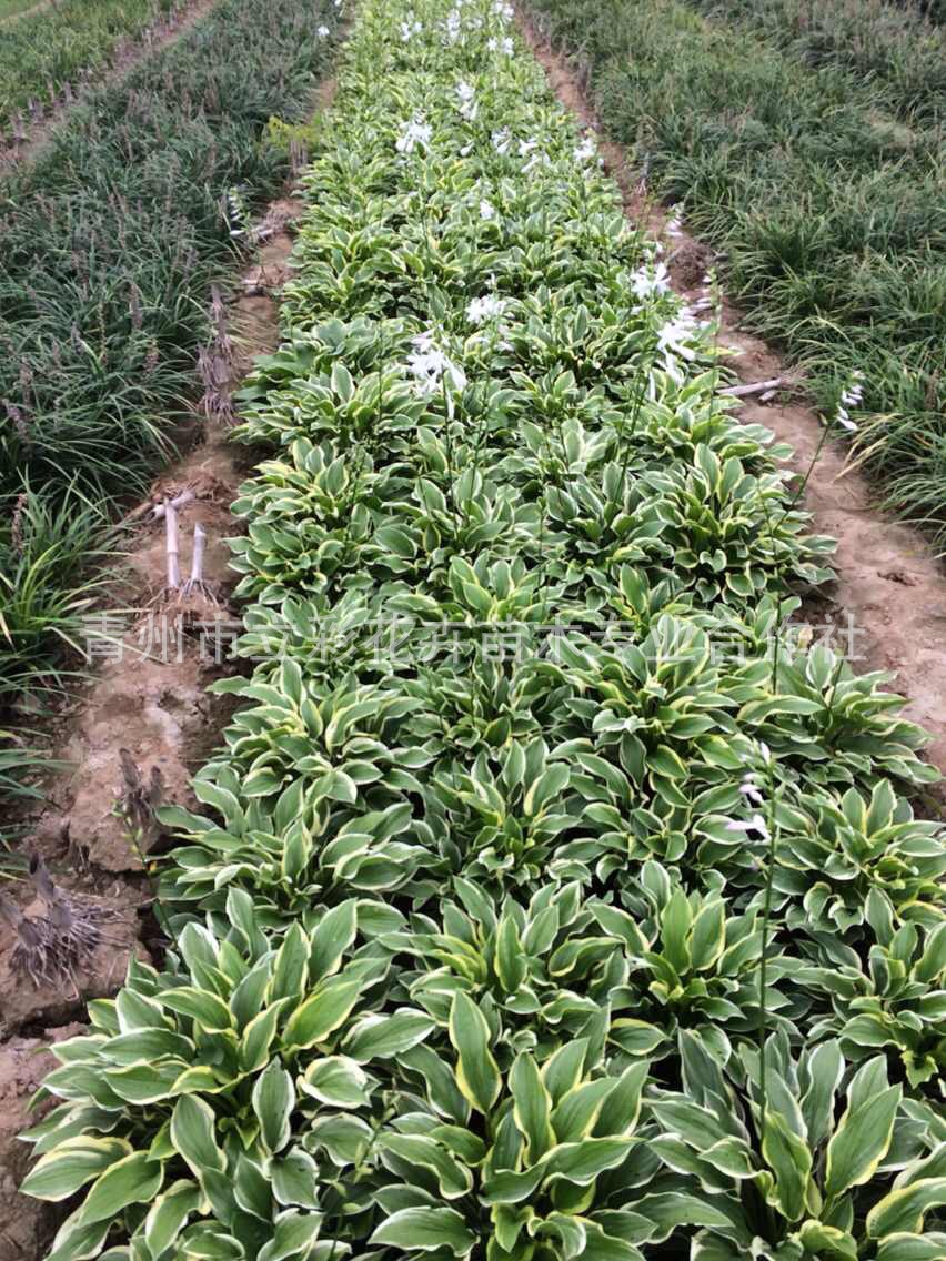 白花玉簪 哪里有白花玉簪 山东宿根花卉基地 大量批发白花玉簪 - 苗木