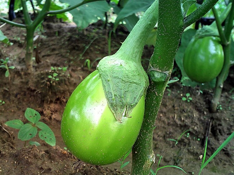 特色蔬菜种子批发 绿色圆茄日本绿茄一号 绿罐茄子种子原装1000粒
